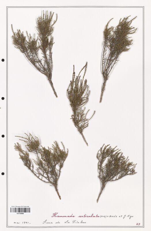 Hammada articulata  (Amaranthaceae)