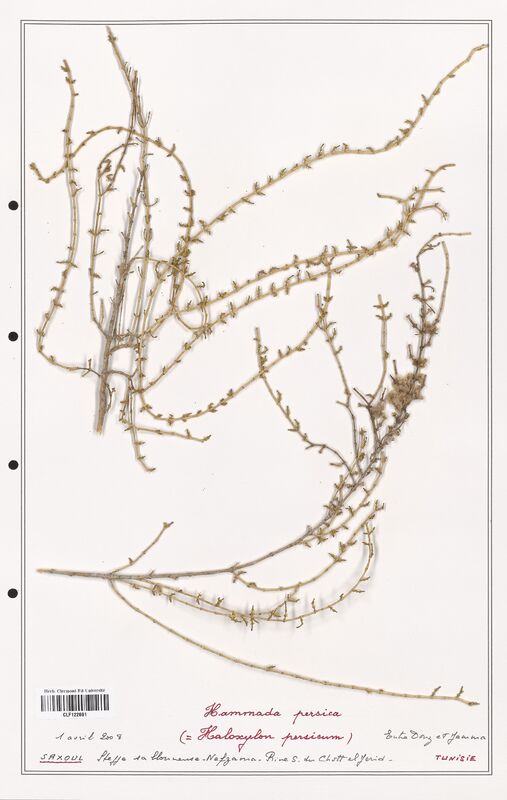 Hammada persica  (Amaranthaceae)