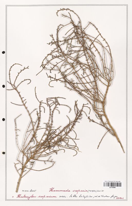 Hammada scoparia  (Amaranthaceae)