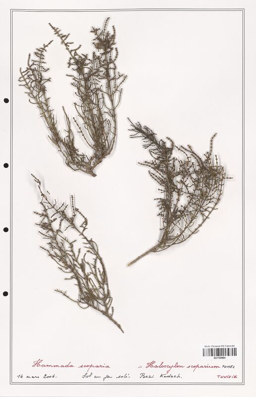 Hammada scoparia  (Amaranthaceae)