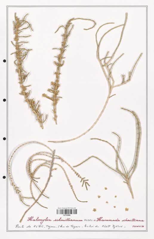 Haloxylon schmittianum  (Amaranthaceae)