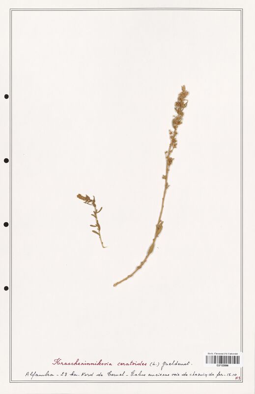 Krascheninnikovia ceratoides  (Amaranthaceae)