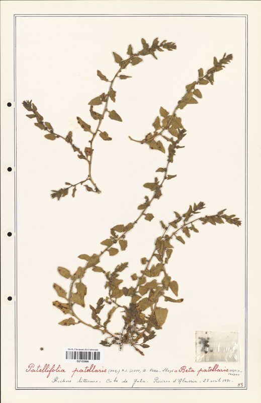 Patellifolia patellaris  (Amaranthaceae)