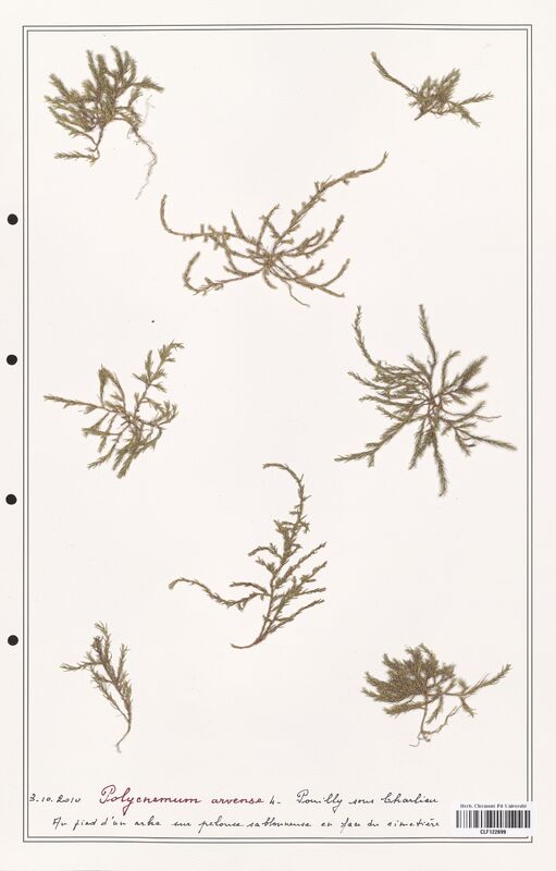 Polycnemum avense  (Amaranthaceae)