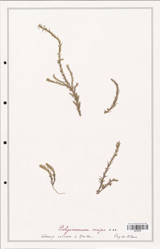 Polycnemum majus  (Amaranthaceae)