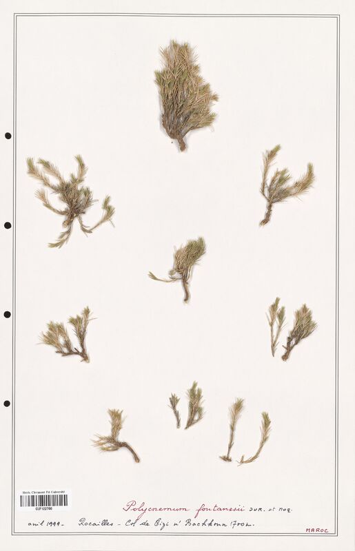 Polycnemum fontanesii  (Amaranthaceae)