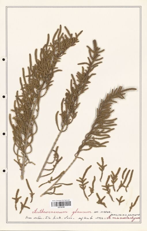 Arthrocnemum glaucum  (Amaranthaceae)