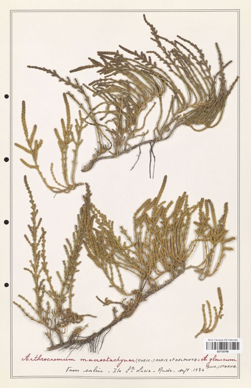 Arthrocnemum macrostachyum  (Amaranthaceae)