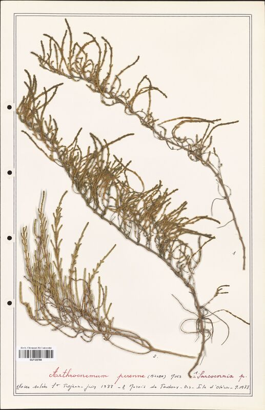 Arthrocnemum perenne  (Amaranthaceae)