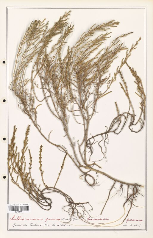 Arthrocnemum perenne  (Amaranthaceae)