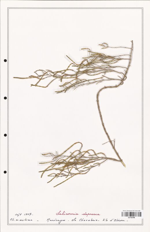 Salicornia depressa  (Amaranthaceae)
