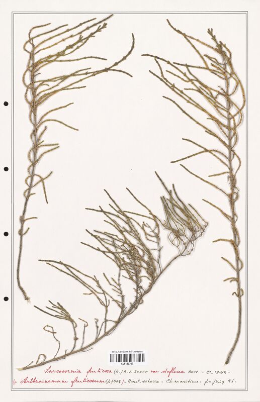 Sarcocornia fruticosa  (Amaranthaceae)