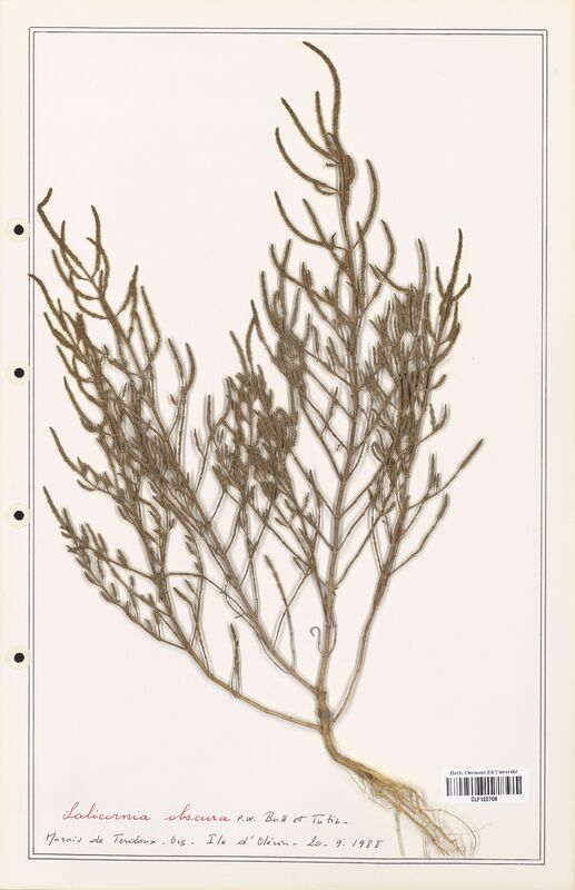 Salicornia obscura  (Amaranthaceae)