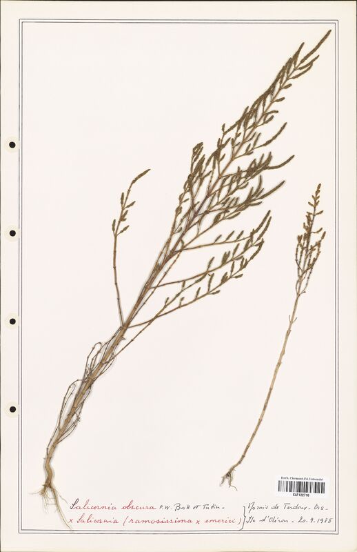 Salicornia obscura  (Amaranthaceae)