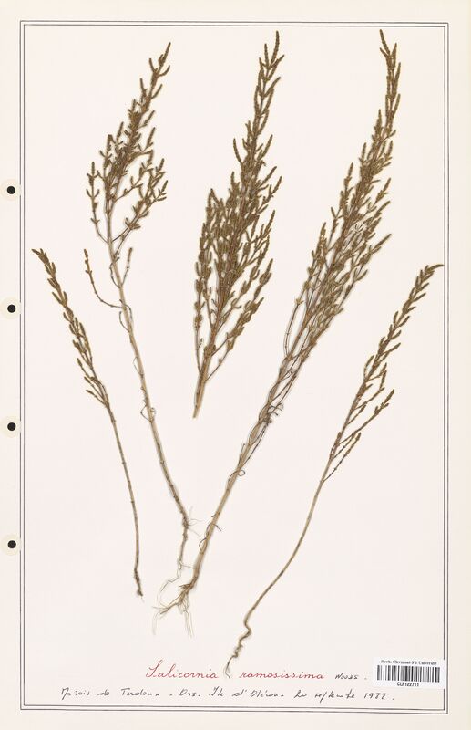 Salicornia ramosissima  (Amaranthaceae)