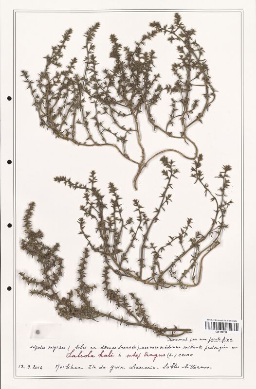 Salsola kali  (Amaranthaceae)