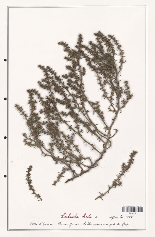 Salsola kali  (Amaranthaceae)