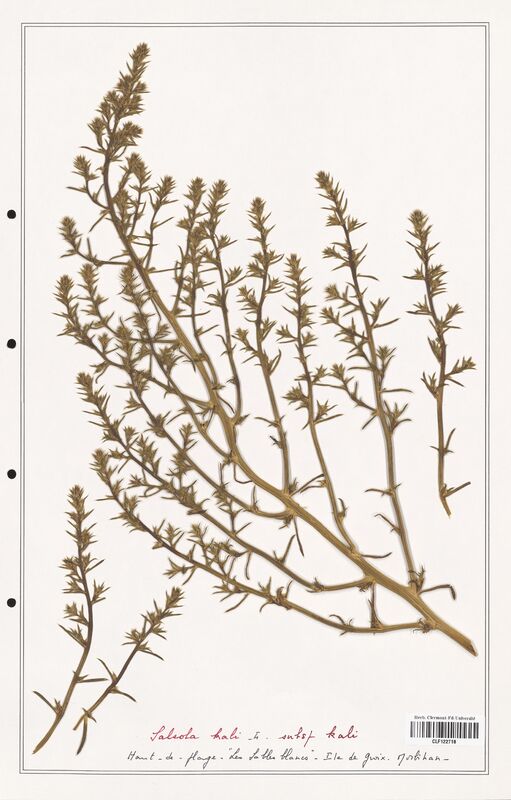 Salsola kali  (Amaranthaceae)