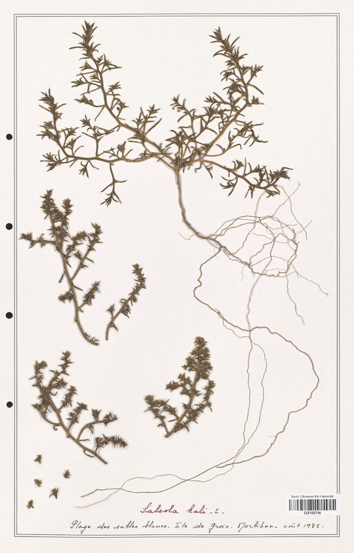 Salsola kali  (Amaranthaceae)