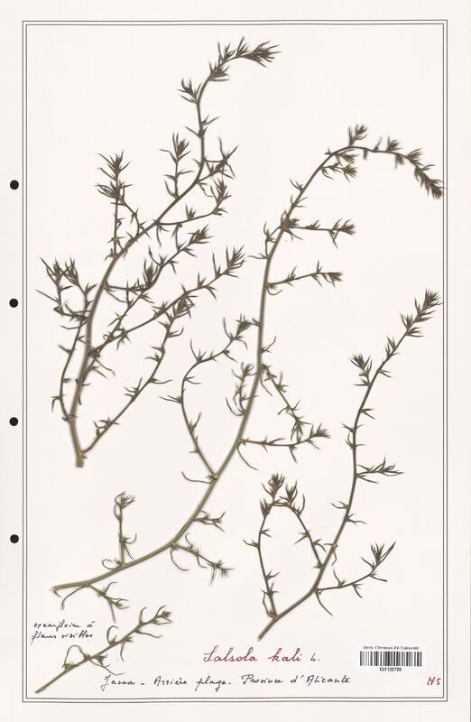 Salsola kali  (Amaranthaceae)