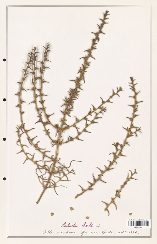 Salsola kali  (Amaranthaceae)