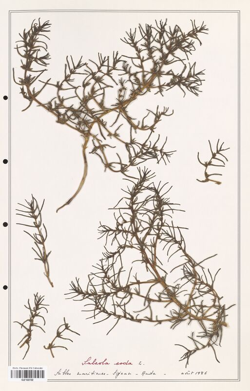 Salsola soda  (Amaranthaceae)