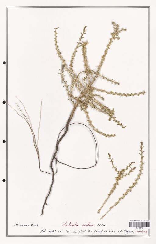 Salsola sieberi  (Amaranthaceae)