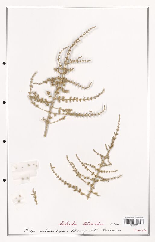 Salsola tetranda  (Amaranthaceae)