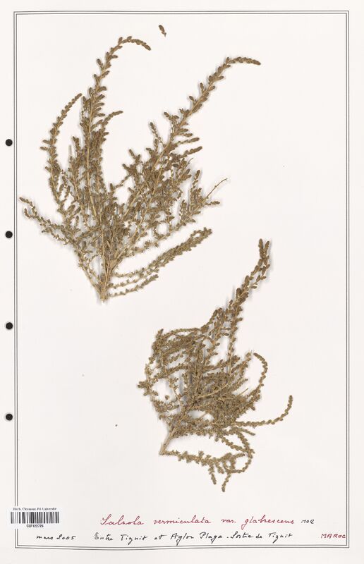 Salsola vermiculata  (Amaranthaceae)