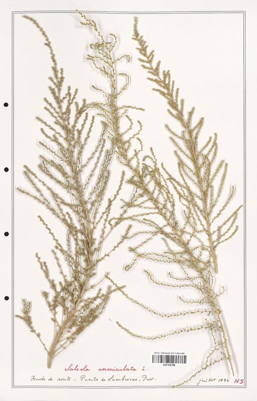 Salsola vermiculata  (Amaranthaceae)