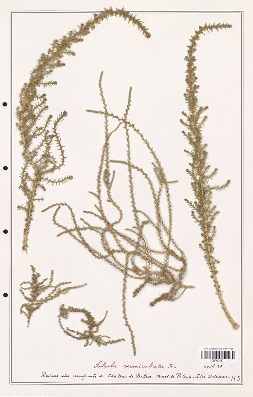 Salsola vermiculata  (Amaranthaceae)