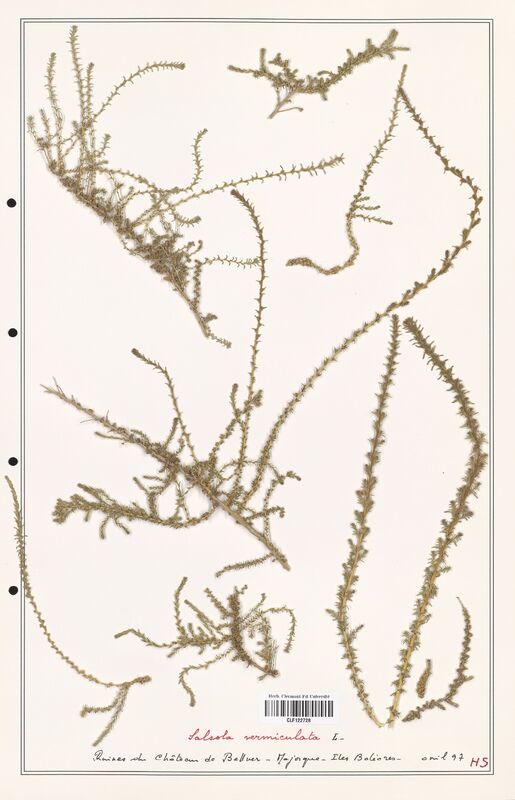 Salsola vermiculata  (Amaranthaceae)