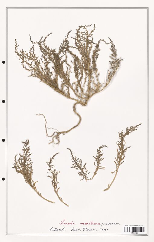 suaeda maritima  (Amaranthaceae)