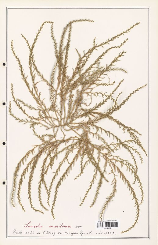 suaeda maritima  (Amaranthaceae)