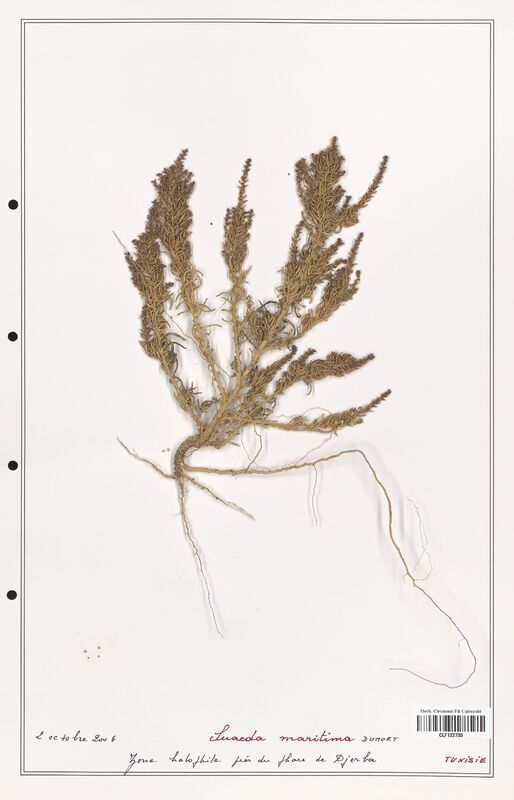suaeda maritima  (Amaranthaceae)