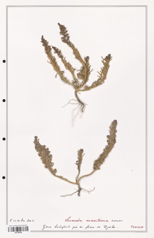 suaeda maritima  (Amaranthaceae)