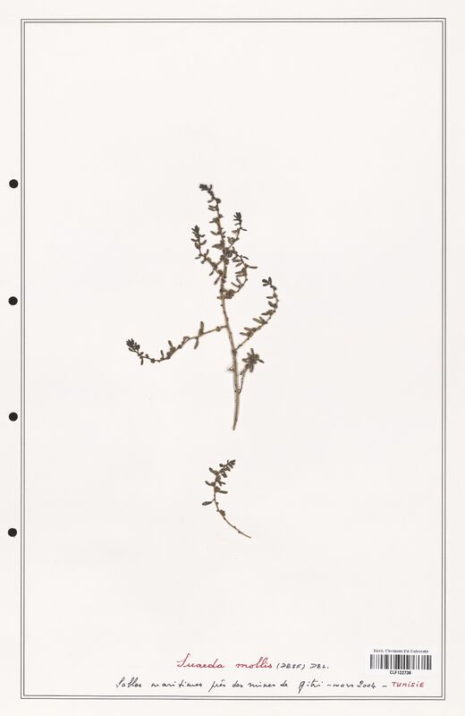 suaeda mollis  (Amaranthaceae)