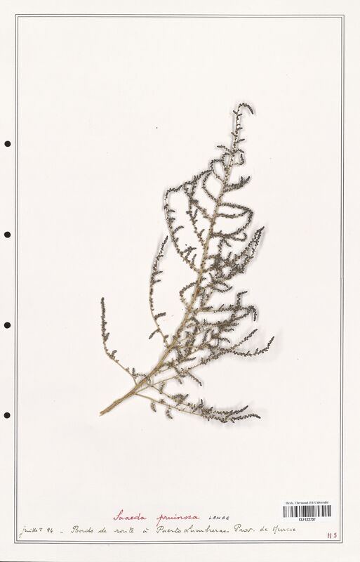 suaeda pruinosa  (Amaranthaceae)