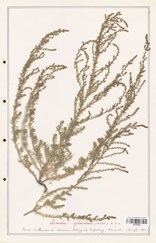 suaeda splendens  (Amaranthaceae)
