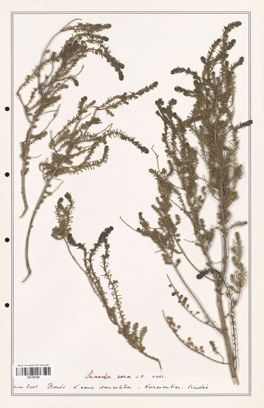 suaeda vera  (Amaranthaceae)