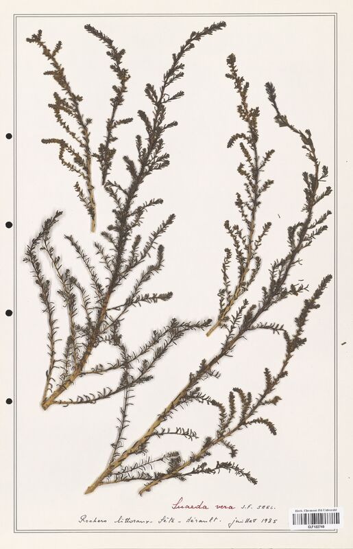 suaeda vera  (Amaranthaceae)