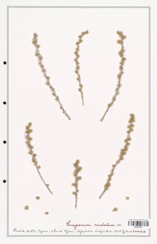 Traganum nudatum  (Amaranthaceae)
