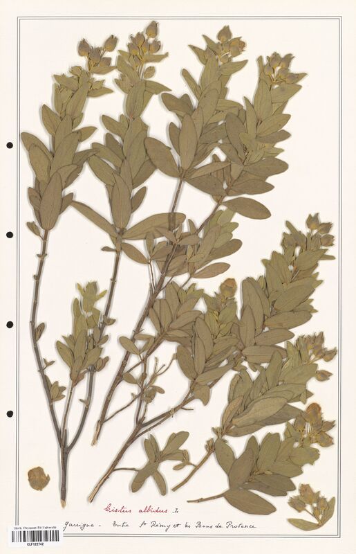 Cistus albidus  (Cistaceae)