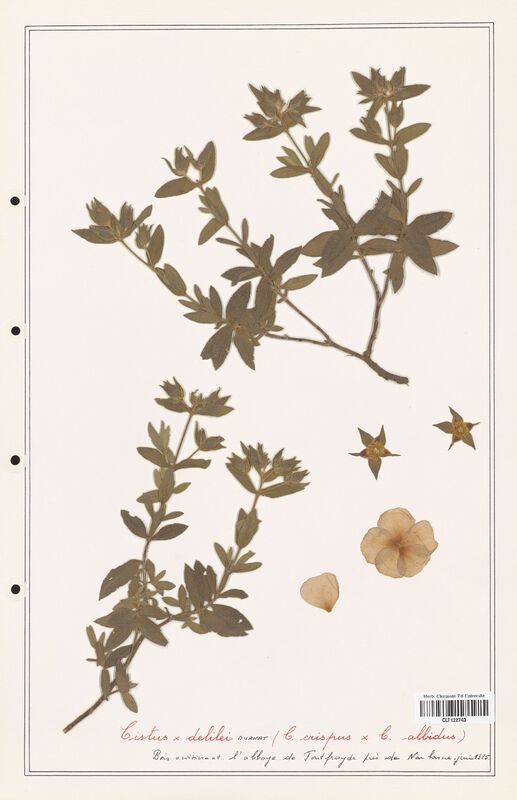 Cistus delilei  (Cistaceae)