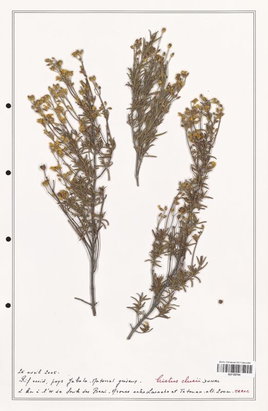 Cistus clusii  (Cistaceae)