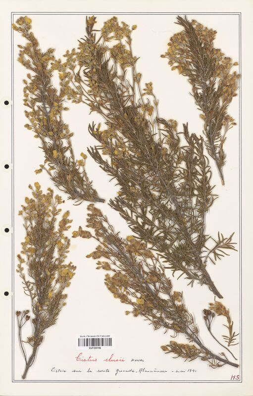 Cistus clusii  (Cistaceae)