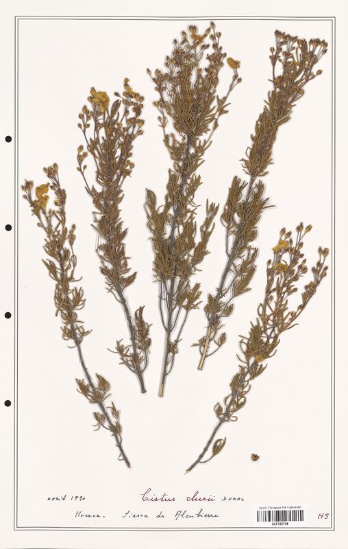 Cistus clusii  (Cistaceae)