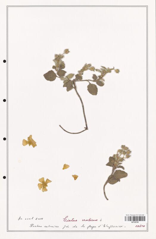 Cistus creticus  (Cistaceae)