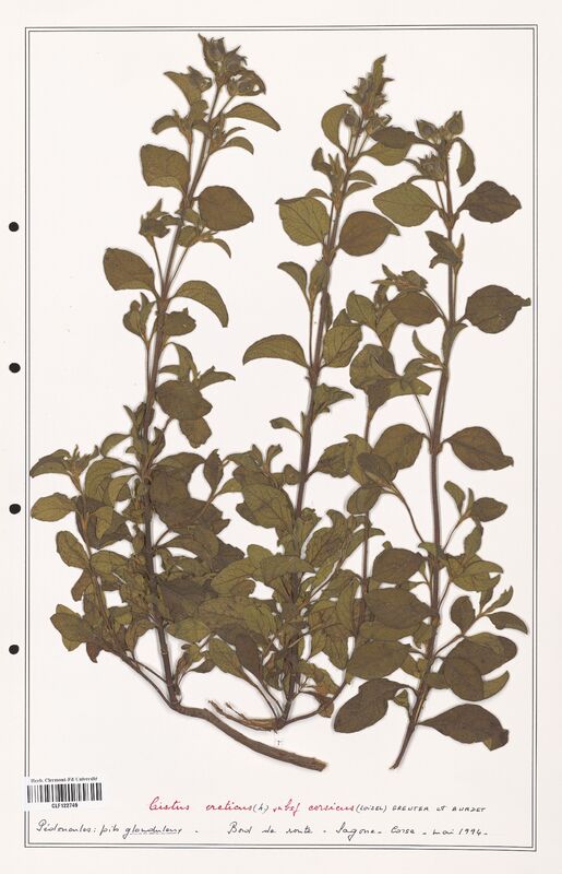 Cistus creticus  (Cistaceae)