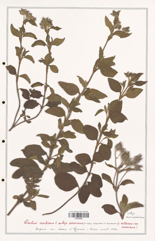 Cistus creticus  (Cistaceae)